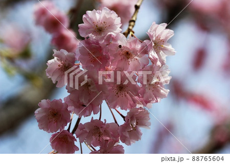 春の日差しに咲くしだれ桜 88765604