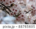 春の日差しに咲く染井吉野の桜 88765605