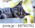 日向ぼっこで眠そうな野良猫 88765762