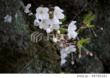 幹から咲く桜 88766381