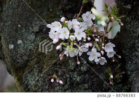 幹から咲く桜 幹から咲く桜 88766383