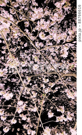 満開の夜桜 88766616