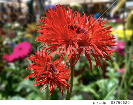 Decorative terry red gerbera flower 88766620