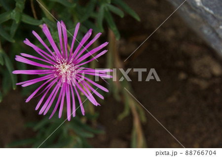 マツバギク 88766704