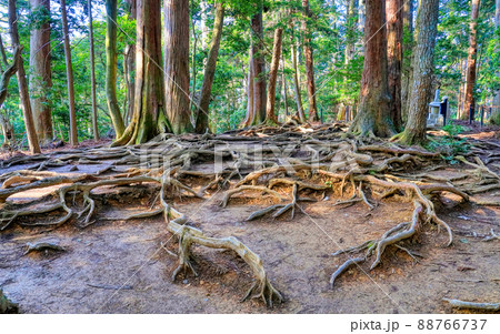 京都、鞍馬山の木の根道 88766737