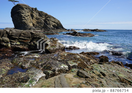 春の茂師海岸 88766754