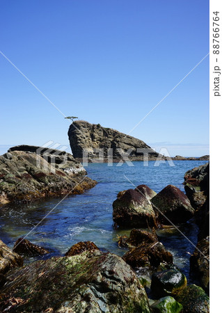 春の茂師海岸 88766764