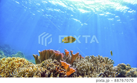 沖縄　阿嘉島のニシハマビーチ　水中写真 88767070