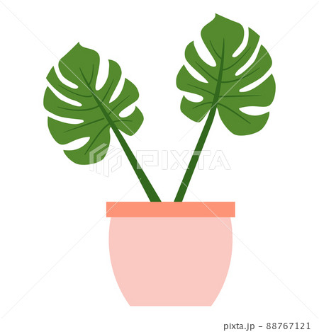 Monstera with two big leaves in pink ceramic vase 88767121