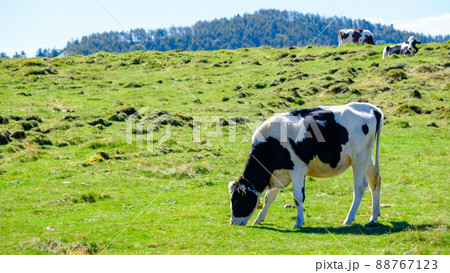 美ヶ原：美ヶ原牧場 88767123