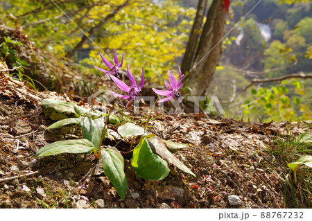 深山の新緑を背景に日差しを浴びて咲くカタクリの花 深山の新緑を背景に日差しを浴びて咲くカタクリの花 88767232