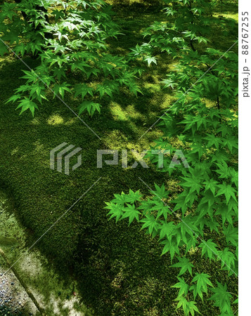 三千院の青紅葉と苔　京都　大原 88767255