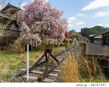 名松線伊勢奥津駅の枝垂れ桜 88767397