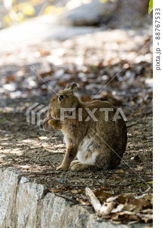 EOSRP.広島大久野島、身だしなみを気にするウサギ。 88767533
