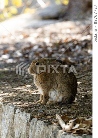 EOSRP.広島大久野島、耳収納。 88767727