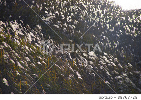 【神奈川県】箱根仙石原すすき草原 【神奈川県】箱根仙石原すすき草原 88767728