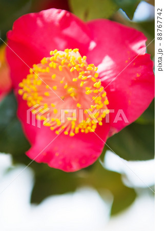 赤い椿の花 赤い椿の花 88767742