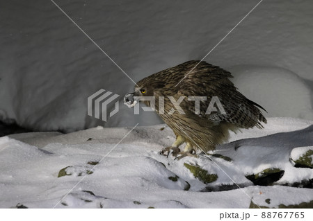 魚を捕らえたシマフクロウ 88767765