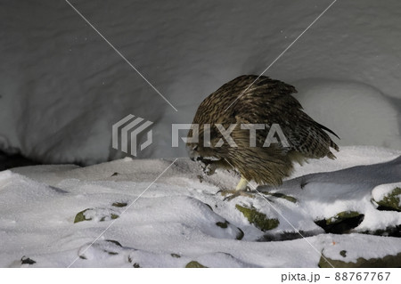 魚を食べるシマフクロウ 88767767