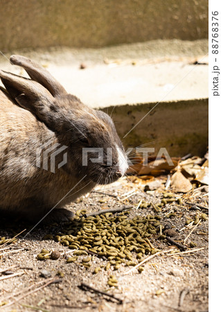 EOSRP.広島大久野島、ウサギ餌。 EOSRP.広島大久野島、ウサギ餌。 88768376