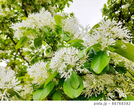 花 フラワー お花 88768382