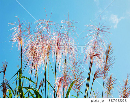 花 フラワー お花 88768398