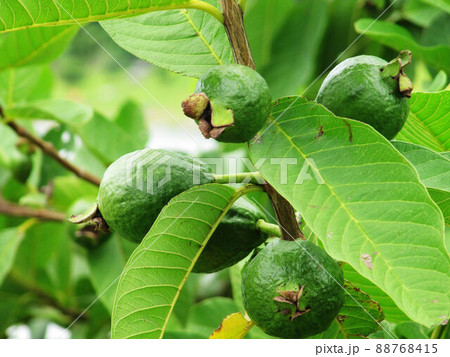 フルーツ 果物 果実 88768415