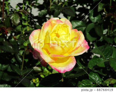 花 フラワー お花 88768419