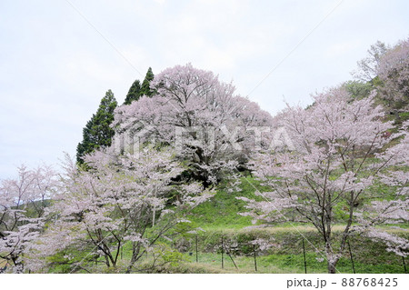 仏隆寺　千年桜 88768425