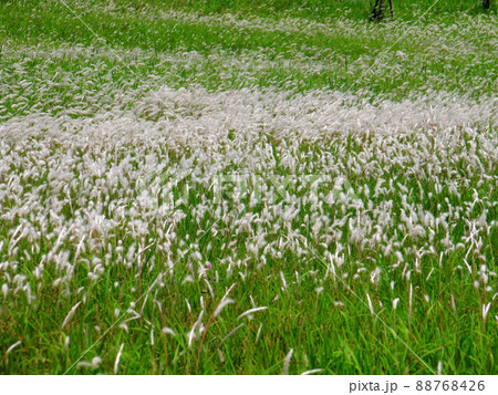 花 フラワー お花 88768426