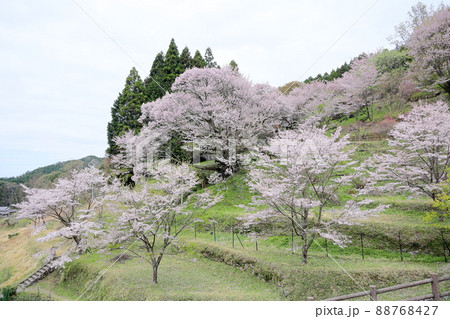 仏隆寺 千年桜 仏隆寺 千年桜 88768427
