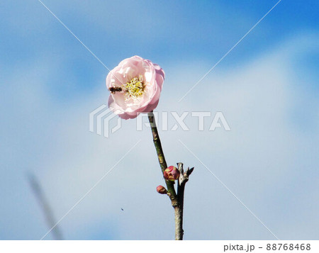 花 フラワー お花 88768468