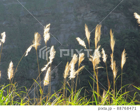 花 フラワー お花 88768471