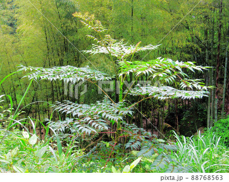 木 ツリー 樹 88768563