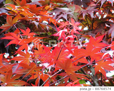 植物 工場 プランツ 88768574