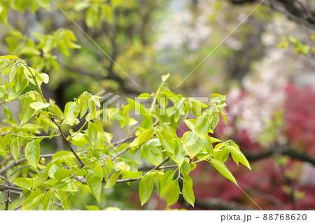 八重桜をバックに新緑のアップ 88768620