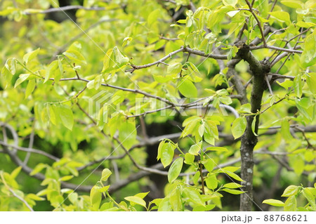 一面の新緑 88768621