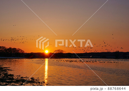 夕日にマガンの群れ 夕日にマガンの群れ 88768644