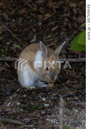 EOSRP.広島大久野島、こっちも食事中。 88768648