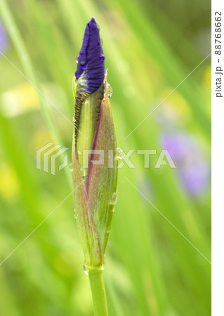 ハナショウブ（花菖蒲）の紫の花に付いた雫（滴,シズク,しずく,水滴） 88768662