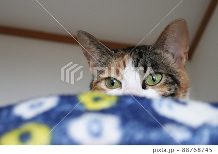 若い三毛猫キレイな子 88768745