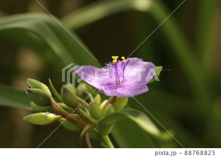 ムラサキツユクサ(紫露草)の紫の花とモフモフの蕊が可愛い ムラサキツユクサ(紫露草)の紫の花とモフモフの蕊が可愛い 88768825