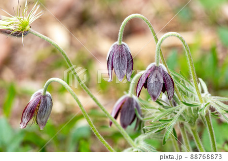 白い毛で覆われた清楚なオキナグサの花 白い毛で覆われた清楚なオキナグサの花 88768873