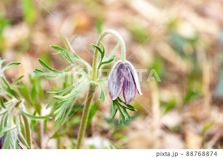 白い毛で覆われた清楚なオキナグサの花 白い毛で覆われた清楚なオキナグサの花 88768874