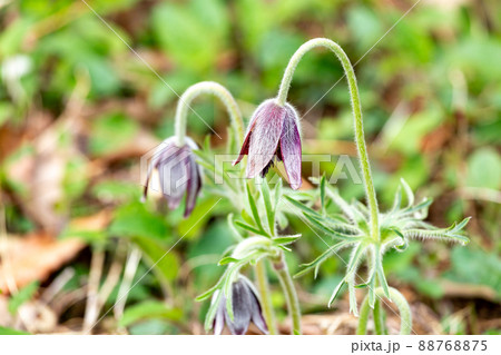 白い毛で覆われた清楚なオキナグサの花 白い毛で覆われた清楚なオキナグサの花 88768875