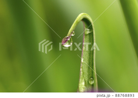 ムラサキツユクサ(紫露草)の蔓に付いた雫(滴,シズク,しずく,水滴)が面白い ムラサキツユクサ(紫露草)の蔓に付いた雫(滴,シズク,しずく,水滴)が面白い 88768893