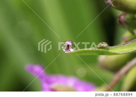 ムラサキツユクサ(紫露草)の蔓に付いた雫（滴,シズク,しずく,水滴）が面白い 88768894