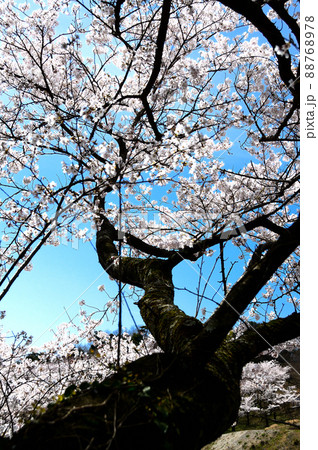 春爛漫・倉吉市の桜の饗宴 春爛漫・倉吉市の桜の饗宴 88768978
