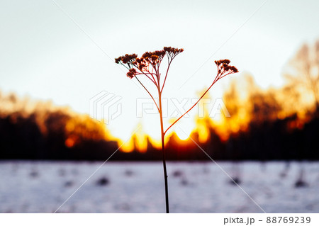 Silhouette of a dry lonely plant in winter in the backlight of the setting sun. Silhouette of a dry lonely plant in winter in the backlight of the setting sun. 88769239