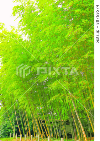 新緑の竹林 新緑の竹林 88769574